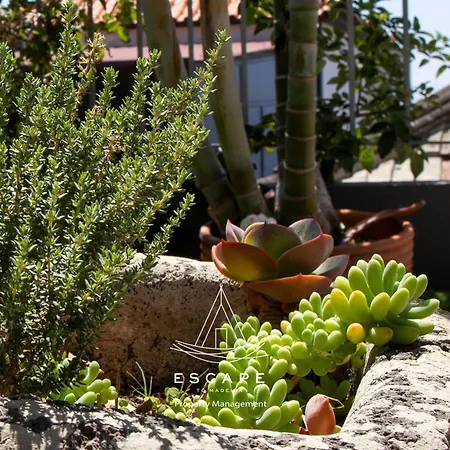 Atlantic Flow House By Escape To Madeira Βίλα