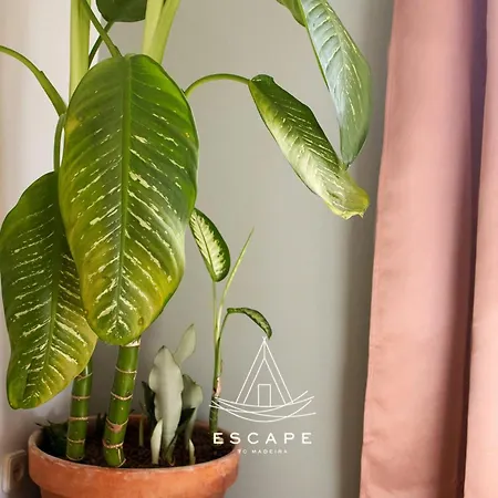 Atlantic Flow House By Escape To Madeira * أركو دا كالهيتا